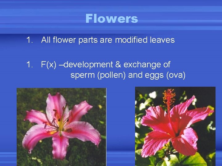 Flowers 1. All flower parts are modified leaves 1. F(x) –development & exchange of