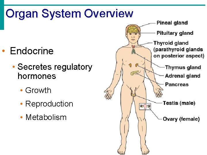 Organ System Overview • Endocrine • Secretes regulatory hormones • Growth • Reproduction •