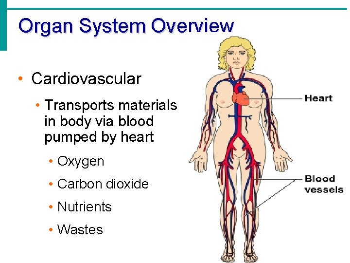 Organ System Overview • Cardiovascular • Transports materials in body via blood pumped by