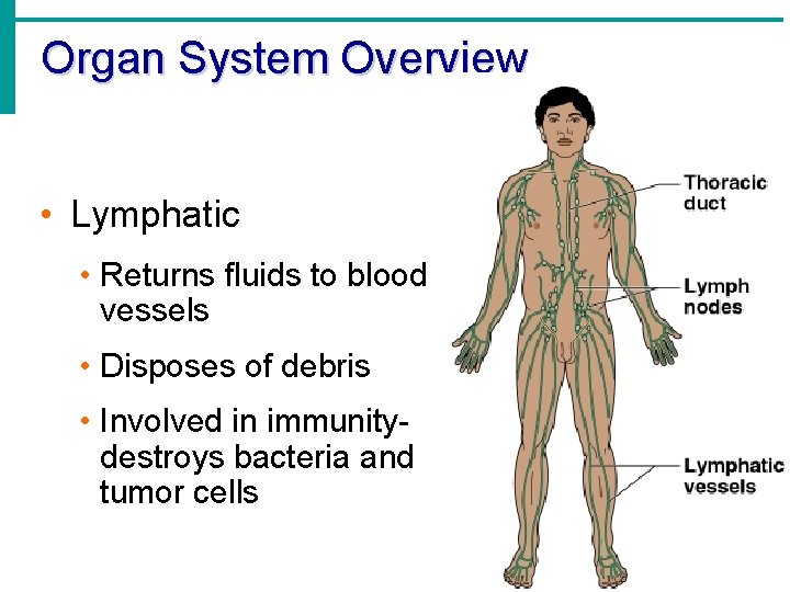 Organ System Overview • Lymphatic • Returns fluids to blood vessels • Disposes of