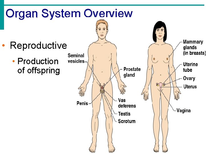 Organ System Overview • Reproductive • Production of offspring 