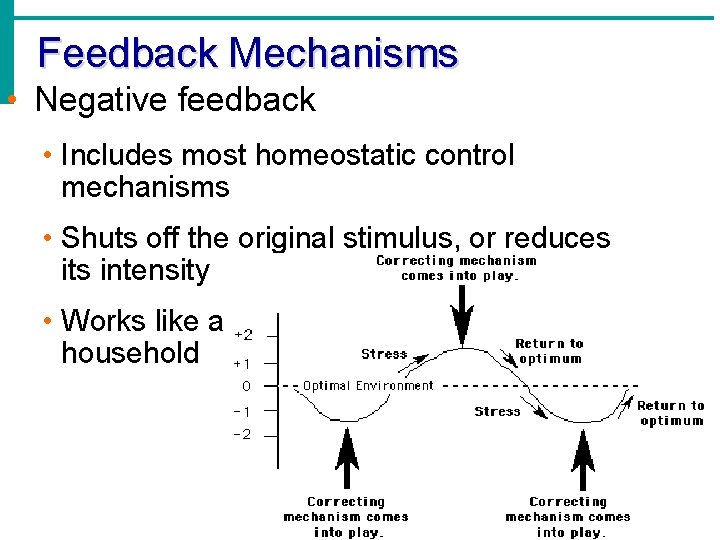 Feedback Mechanisms • Negative feedback • Includes most homeostatic control mechanisms • Shuts off