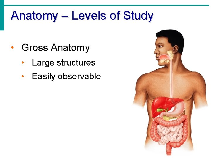 Anatomy – Levels of Study • Gross Anatomy • Large structures • Easily observable