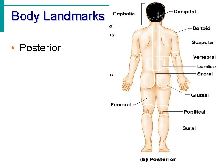 Body Landmarks • Posterior 