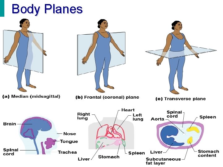 Body Planes 