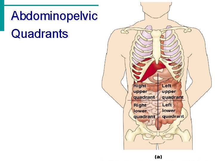 Abdominopelvic Quadrants 