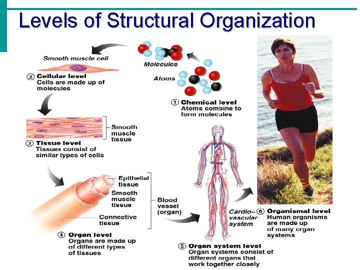 Levels of Structural Organization 