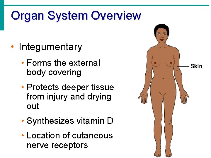 Organ System Overview • Integumentary • Forms the external body covering • Protects deeper