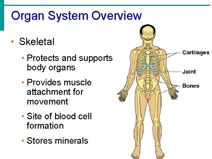 Organ System Overview • Skeletal • Protects and supports body organs • Provides muscle