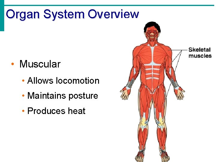 Organ System Overview • Muscular • Allows locomotion • Maintains posture • Produces heat