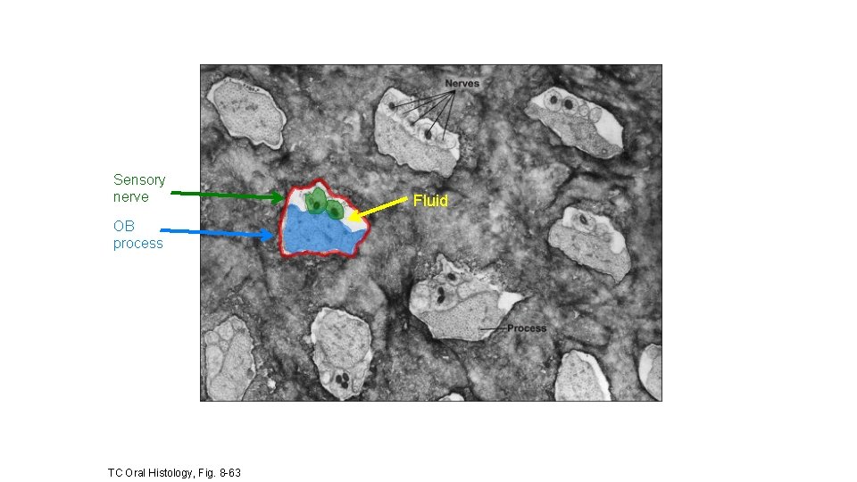 Sensory nerve OB process TC Oral Histology, Fig. 8 -63 Fluid 