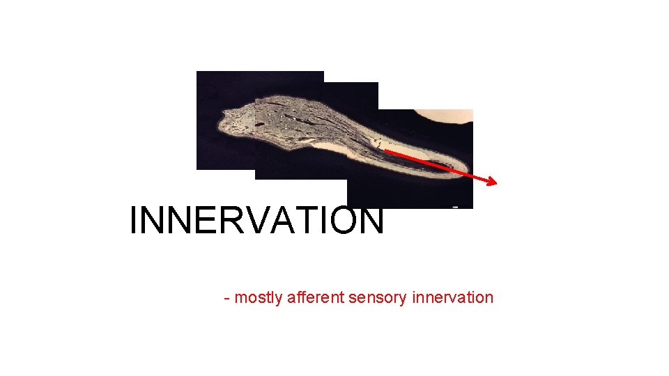 INNERVATION - mostly afferent sensory innervation 