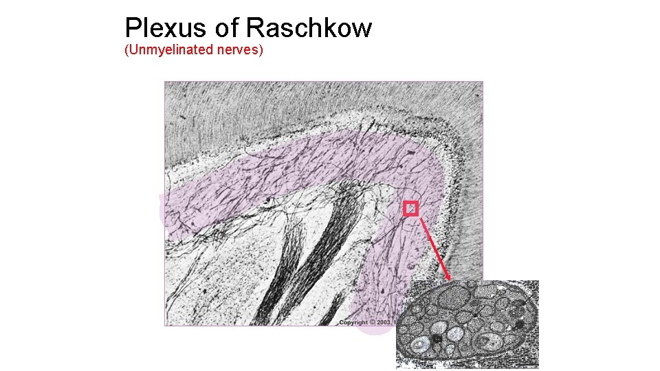 Plexus of Raschkow (Unmyelinated nerves) 