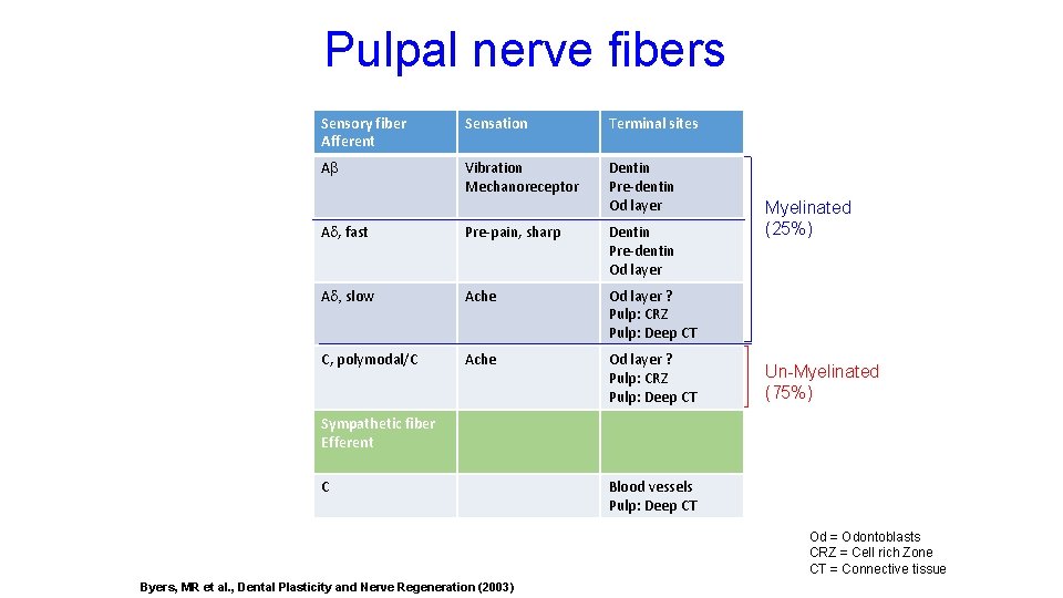 Pulpal nerve fibers Sensory fiber Afferent Sensation Terminal sites A Vibration Mechanoreceptor Dentin Pre-dentin