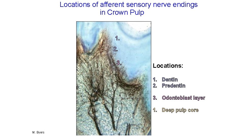 Locations of afferent sensory nerve endings in Crown Pulp 1. 2. 3. Locations: 1.