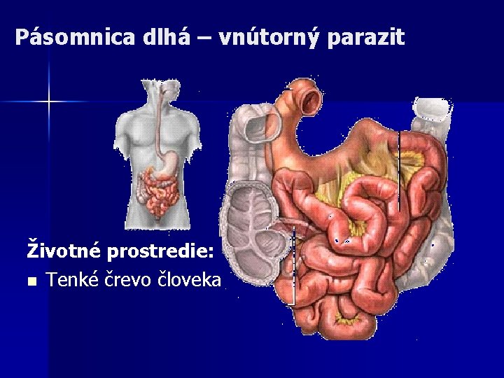 Pásomnica dlhá – vnútorný parazit Životné prostredie: n Tenké črevo človeka 