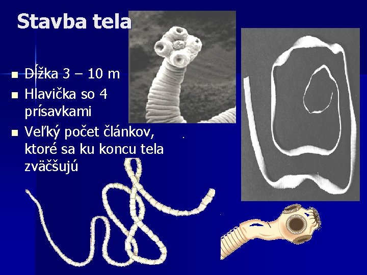 Stavba tela n n n Dĺžka 3 – 10 m Hlavička so 4 prísavkami