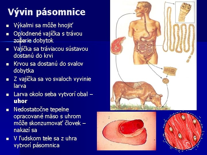 Vývin pásomnice n n n n Výkalmi sa môže hnojiť Oplodnené vajíčka s trávou