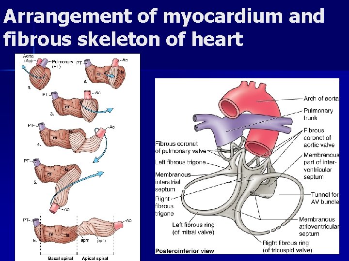 Arrangement of myocardium and fibrous skeleton of heart 