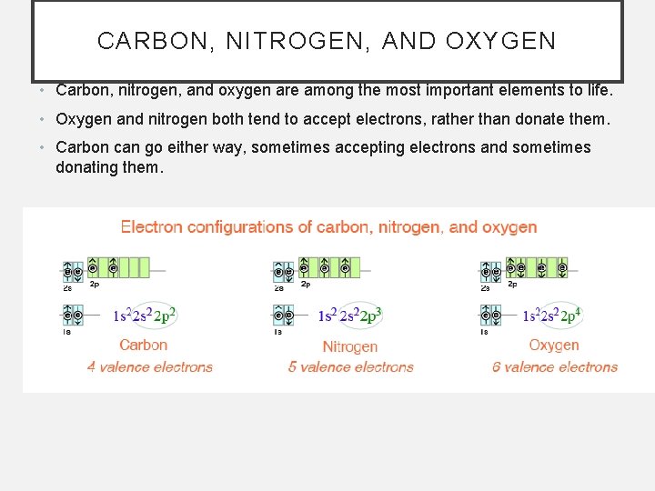 CARBON, NITROGEN, AND OXYGEN • Carbon, nitrogen, and oxygen are among the most important