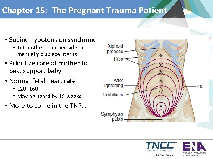 Chapter 15: The Pregnant Trauma Patient • Supine hypotension syndrome • Tilt mother to