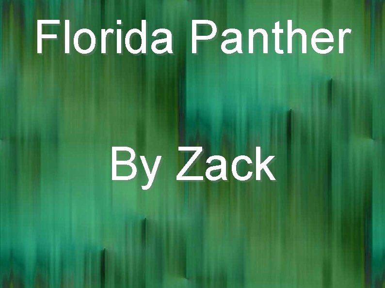 Florida Panther By Zack 