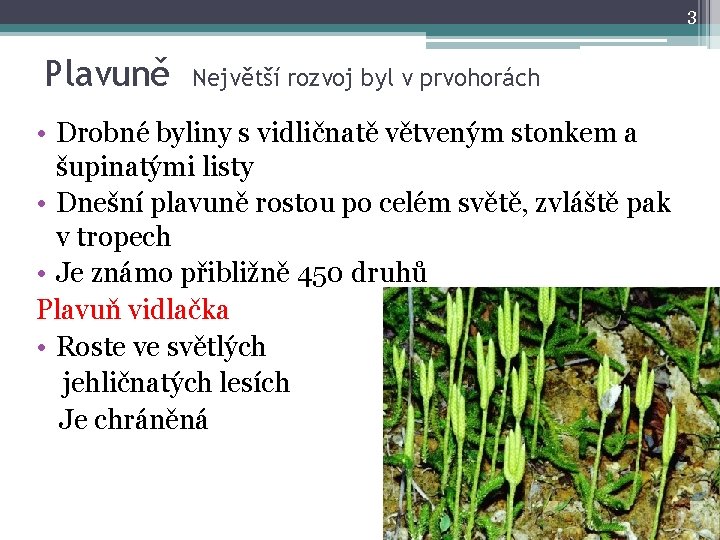 3 Plavuně Největší rozvoj byl v prvohorách • Drobné byliny s vidličnatě větveným stonkem