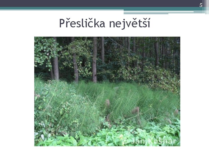 5 Přeslička největší 