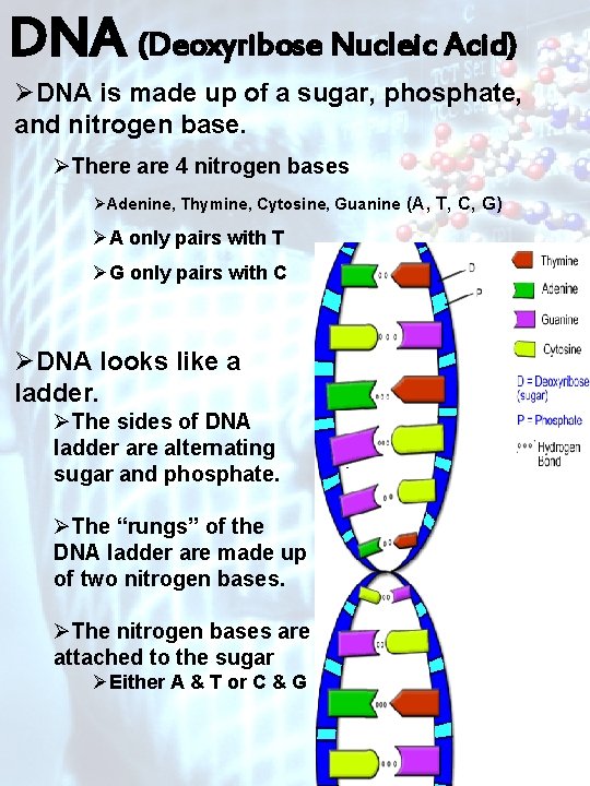 DNA (Deoxyribose Nucleic Acid) ØDNA is made up of a sugar, phosphate, and nitrogen