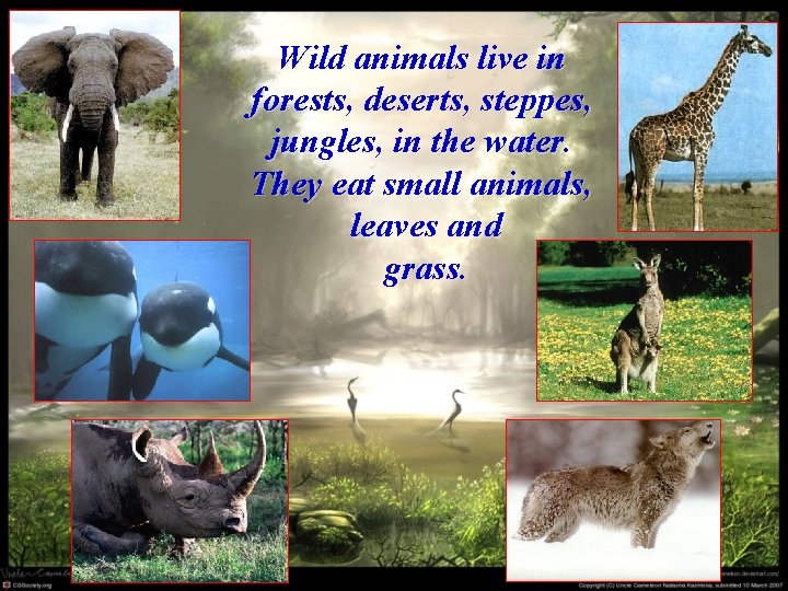 Wild animals live in forests, deserts, steppes, jungles, in the water. They eat small