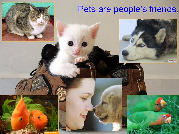 Pets are people’s friends. 