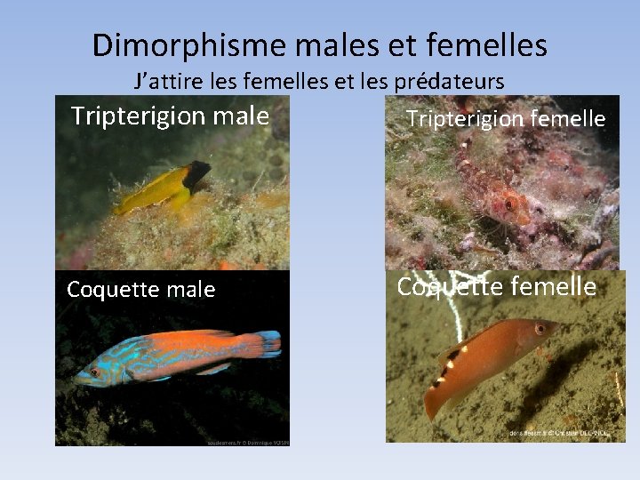Dimorphisme males et femelles J’attire les femelles et les prédateurs Tripterigion male Coquette male