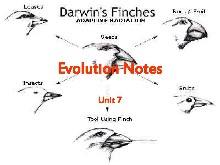 Evolution Notes Unit 7 