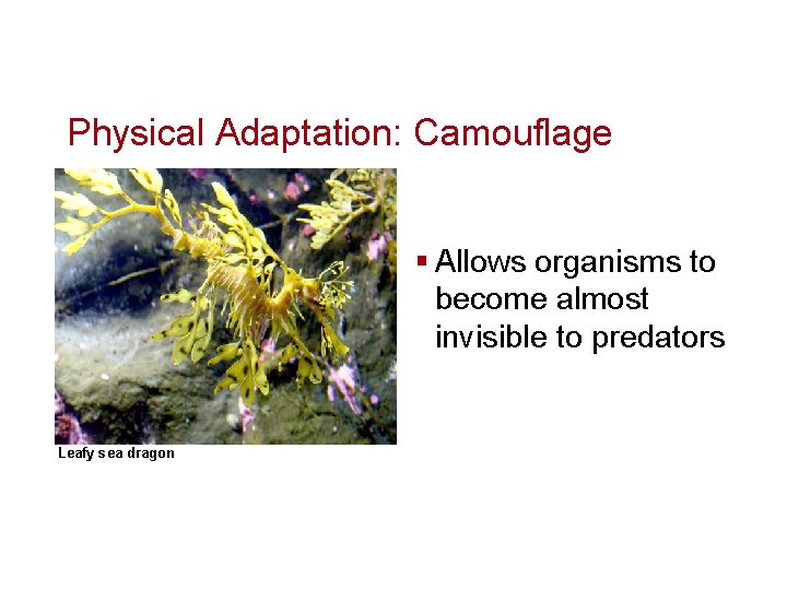 Physical Adaptation: Camouflage § Allows organisms to become almost invisible to predators Leafy sea