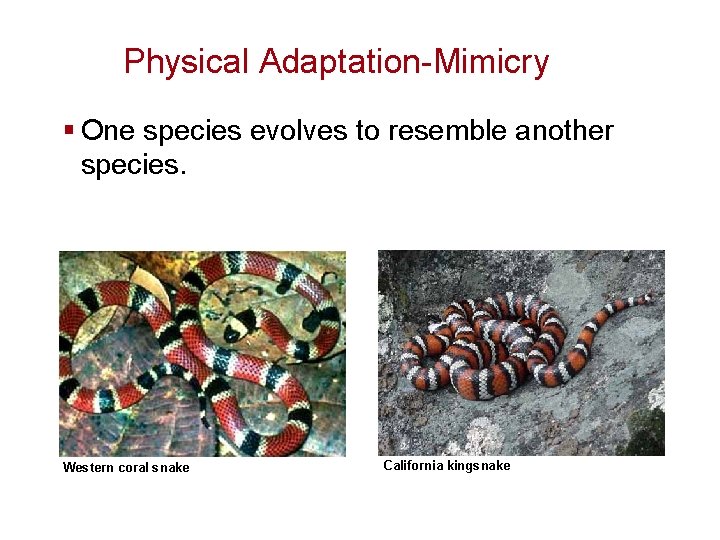 Physical Adaptation-Mimicry § One species evolves to resemble another species. Western coral snake California