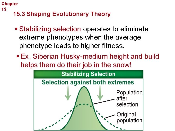 Chapter 15 Evolution 15. 3 Shaping Evolutionary Theory § Stabilizing selection operates to eliminate