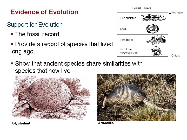 Evolution Evidence of Evolution Support for Evolution § The fossil record § Provide a