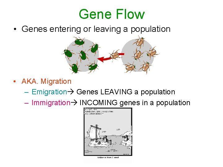 Gene Flow • Genes entering or leaving a population • AKA. Migration – Emigration