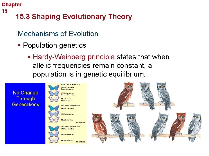 Chapter 15 Evolution 15. 3 Shaping Evolutionary Theory Mechanisms of Evolution § Population genetics