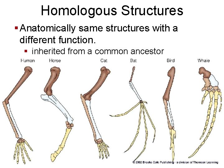 Homologous Structures § Anatomically same structures with a different function. § inherited from a