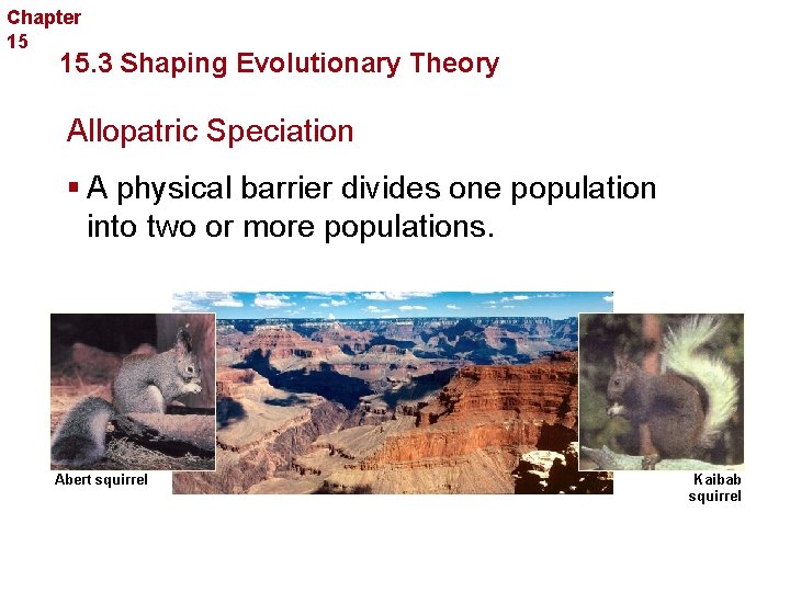 Chapter 15 Evolution 15. 3 Shaping Evolutionary Theory Allopatric Speciation § A physical barrier