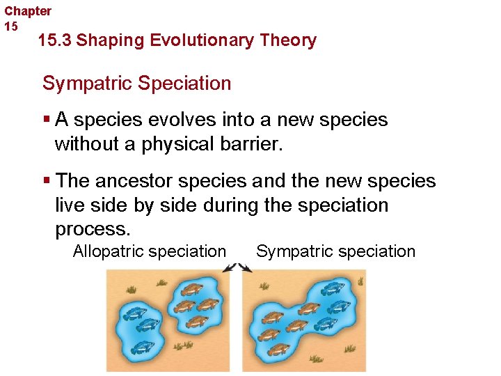 Chapter 15 Evolution 15. 3 Shaping Evolutionary Theory Sympatric Speciation § A species evolves