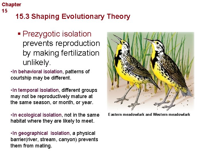 Chapter 15 Evolution 15. 3 Shaping Evolutionary Theory § Prezygotic isolation prevents reproduction by