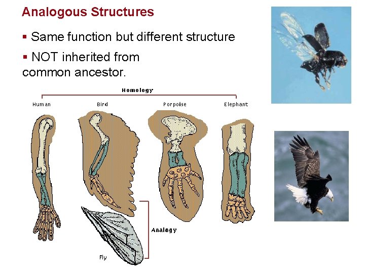 Evolution Analogous Structures § Same function but different structure § NOT inherited from common