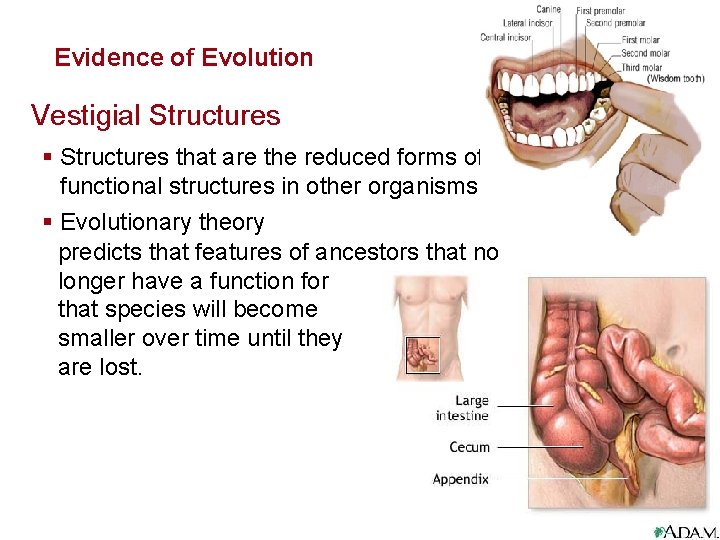 Evolution Evidence of Evolution Vestigial Structures § Structures that are the reduced forms of