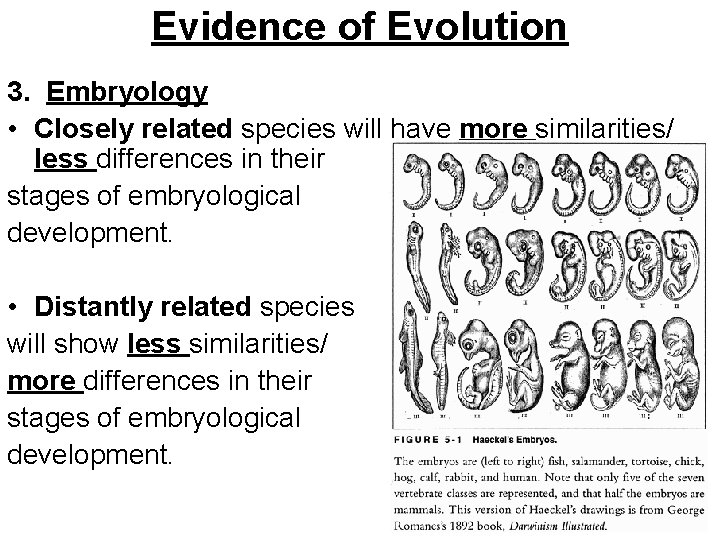 Evidence of Evolution 3. Embryology • Closely related species will have more similarities/ less