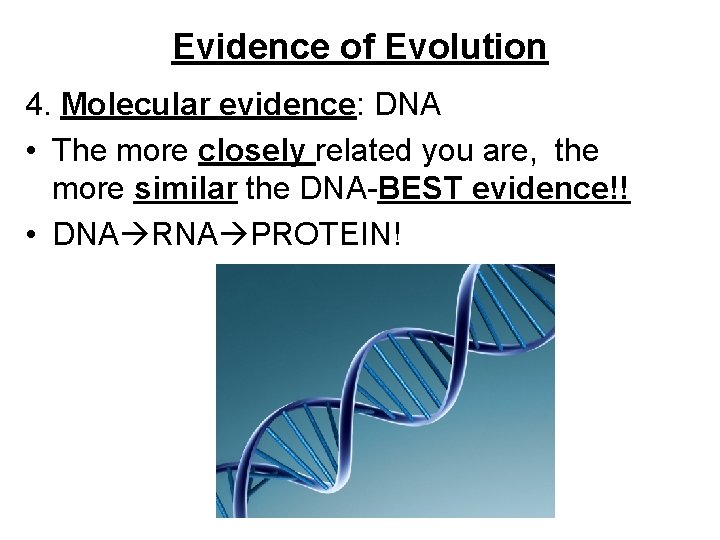 Evidence of Evolution 4. Molecular evidence: DNA • The more closely related you are,