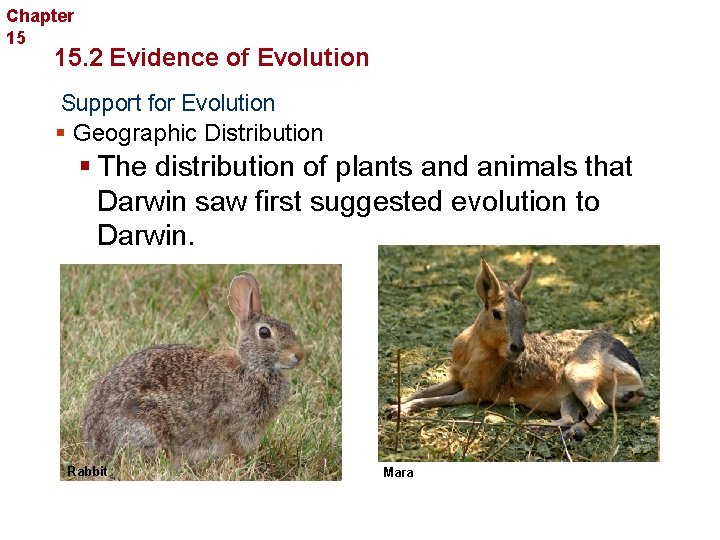 Evolution Chapter 15 15. 2 Evidence of Evolution Support for Evolution § Geographic Distribution