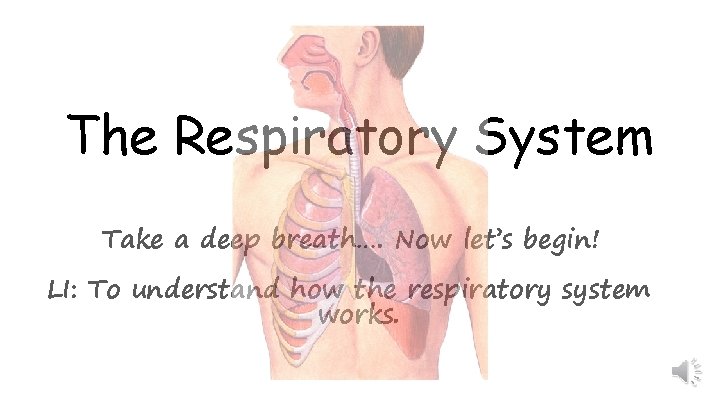 The Respiratory System Take a deep breath…. Now let’s begin! LI: To understand how