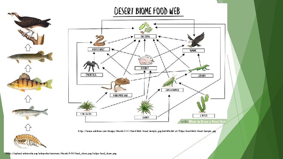 https: //www. wikihow. com/images/thumb/1/13/Food-Web-Visual-Sample. jpg/aid 1896284 -v 4 -728 px-Food-Web-Visual-Sample. jpg https: //upload. wikimedia.